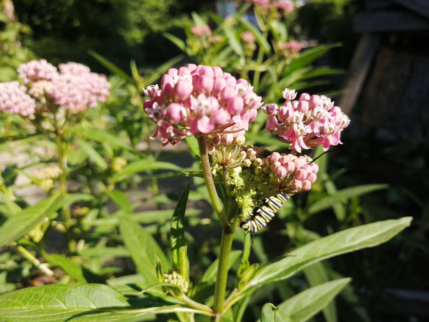 Monarch Habitat Seeds – Milkweed & Nectar Flowers