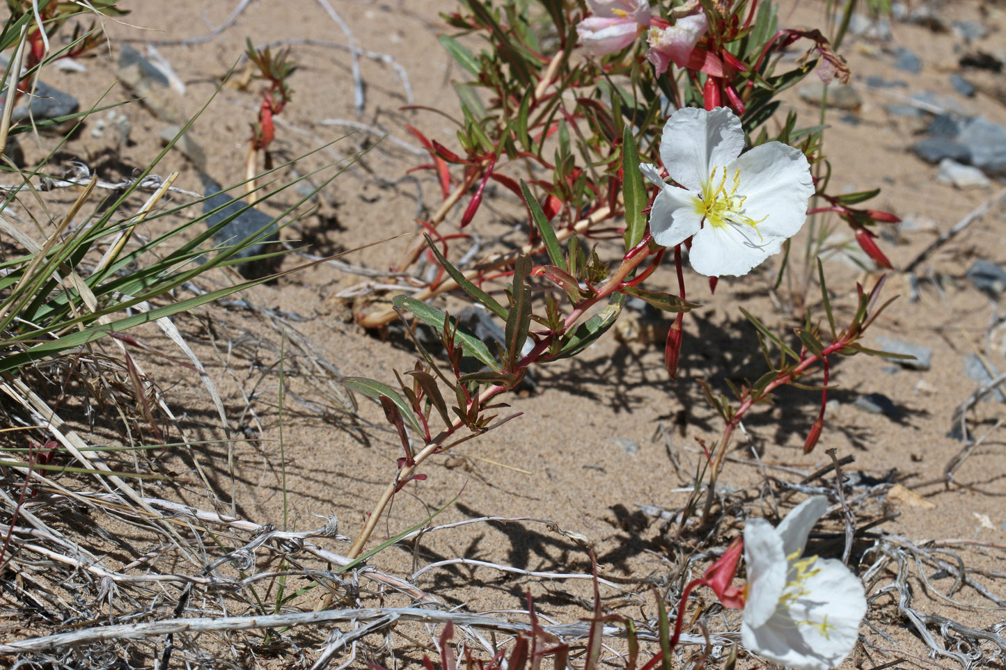 Oenothera pallida - Oenothera pallida - Fleur sauvage vivace indigène de Colombie-Britannique - Parfumée et comestible - Attire les abeilles, les papillons et les mites 