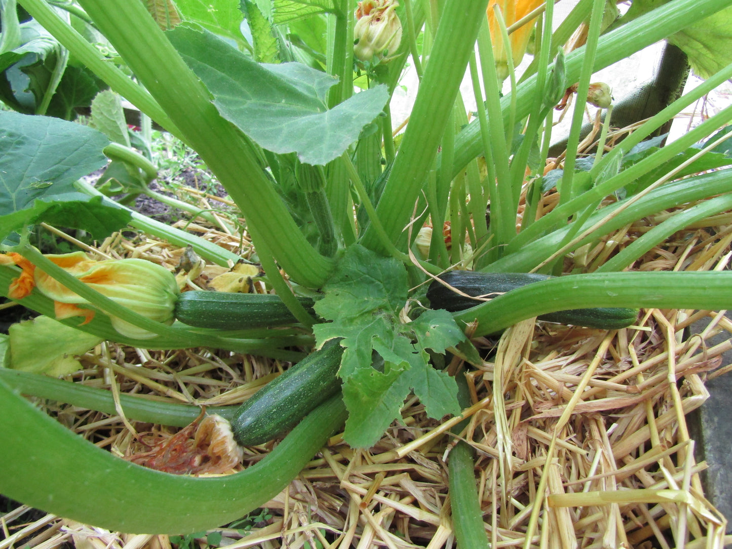 Graines de courgettes Cocozelle 30 graines de légumes - Courgettes d'été italiennes Cucurbita Pepo sans OGM, produisent des fruits fermes et savoureux