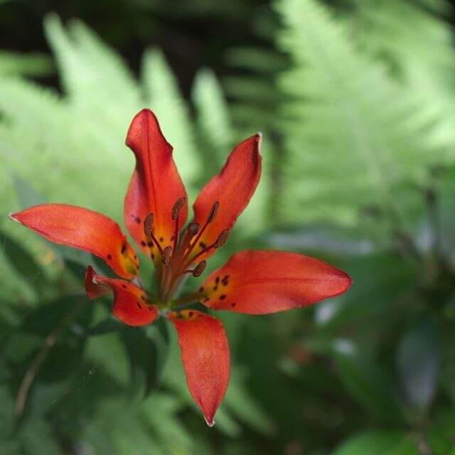 Wood Lily 30 Seeds - Lilium philadelphicum Prairie Lily Canada Native Wildflower Excellent for Hummingbird and Bee Garden, Expert-Level Planting | Hundredfold