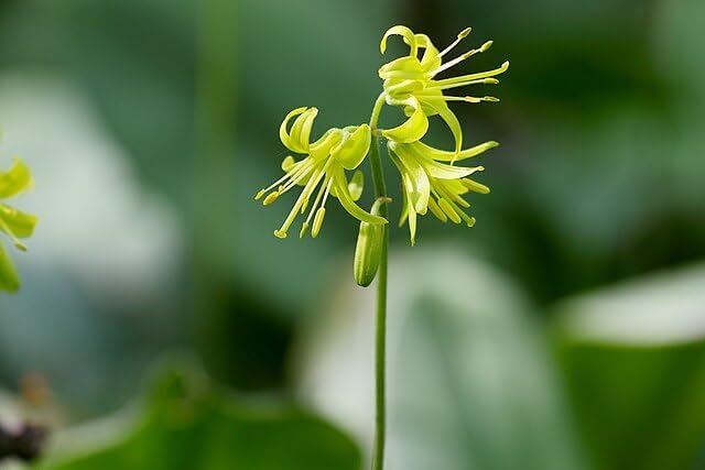 Bluebead Lily Seeds (Clintonia Borealis) - 10 Seeds | Canada Native Wildflower, Shade-Tolerant Perennial | Woodland Forb for Shade Gardens, Natural Landscaping