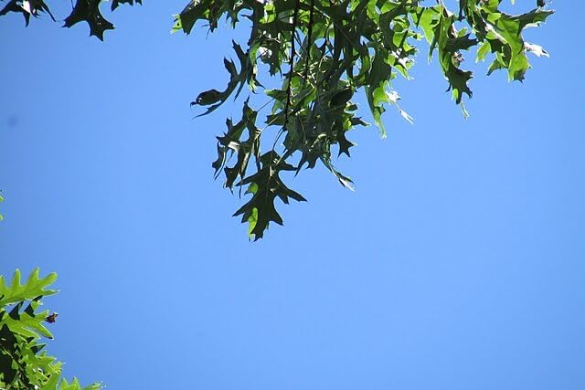 Hundredfold Black Oak 3 Acorns - Quercus Velutina, Yellow Oak, Native Shade Tree Seeds