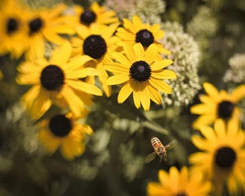 Hundredfold Beneficial Insects Mix (Bee, Butterfly, Moth, Ladybug and More) 10 Grams Cover Crop Seeds - Non-GMO Untreated Flower Seeds, Cover 100 Sq Ft, for Lawn, Food Plot, Yard, Orchard or Cropland