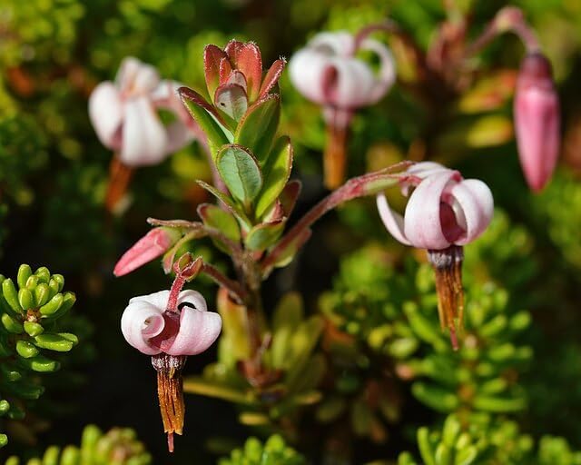 Cranberry Shrub Seeds for Planting, Vaccinium macrocarpon, 30 Seeds, Canada Grown | Hundredfold
