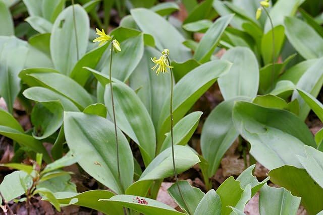 Bluebead Lily Seeds (Clintonia Borealis) - 10 Seeds | Canada Native Wildflower, Shade-Tolerant Perennial | Woodland Forb for Shade Gardens, Natural Landscaping