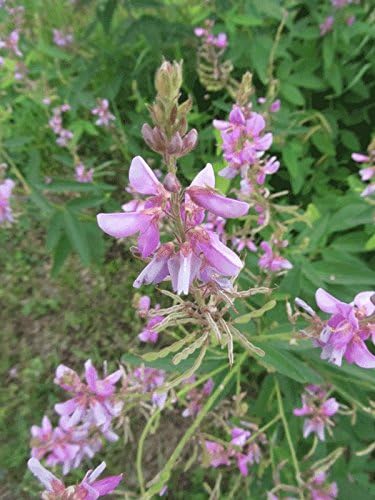 Lotier à tiques voyant Fleur de lotier à tiques 100 graines - Desmodium canadense Canada Plante sauvage vivace indigène Fleur sauvage Fixatrice d'azote Vert 