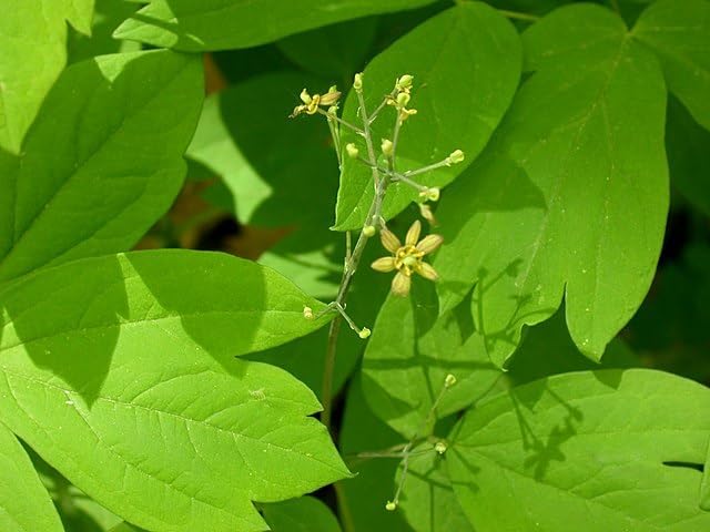 Blue Cohosh Seeds (Caulophyllum thalictroides) | Native Woodland Wildflower for Shade Gardens
