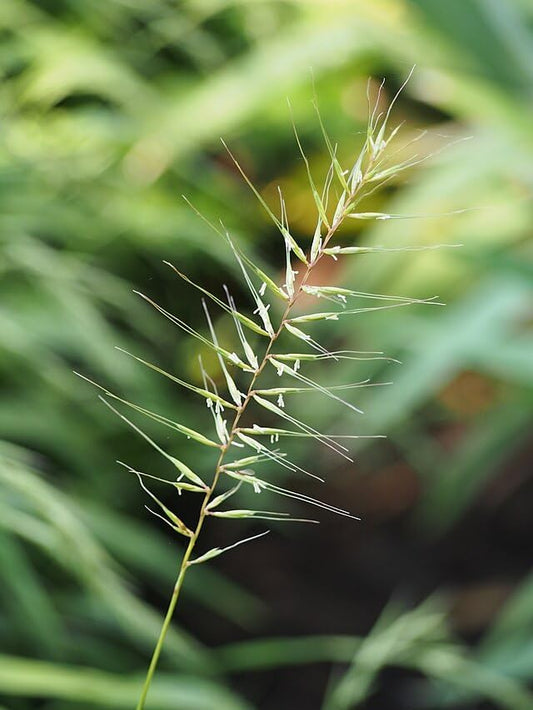 Bottlebrush Grass 100 Seeds - Elymus Hystrix (Eastern Canada Native) | Woodland Perennial, Shade Tolerant, Drought Resistant | Attracts Birds & Butterflies | Wildlife Garden Natural Landscaping