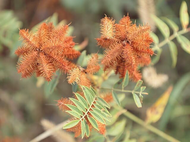 Hundredfold American Licorice Herb Seeds, Glycyrrhiza lepidota, Perennial Wild Legume, Nitrogen Fixer, 20 Seeds