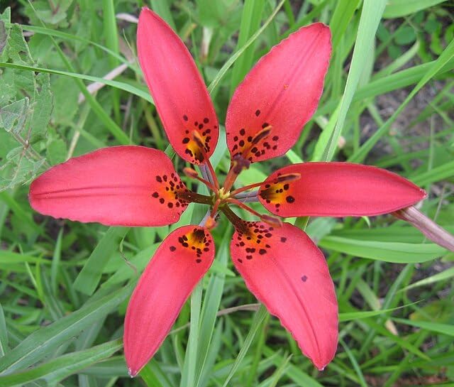 Wood Lily 30 Seeds - Lilium philadelphicum Prairie Lily Canada Native Wildflower Excellent for Hummingbird and Bee Garden, Expert-Level Planting | Hundredfold