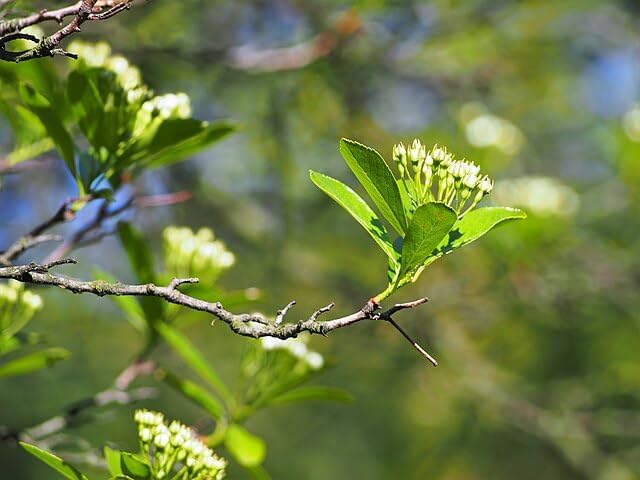Hundredfold Cockspur Hawthorn 10 Seeds - Crataegus Crus-Galli, Newcastle Thorn,  Ornamental Tree, Lawn Tree, Produce White Flowers and Red Fruits Tree, 10 Seeds, White Flowering with Red Fruits