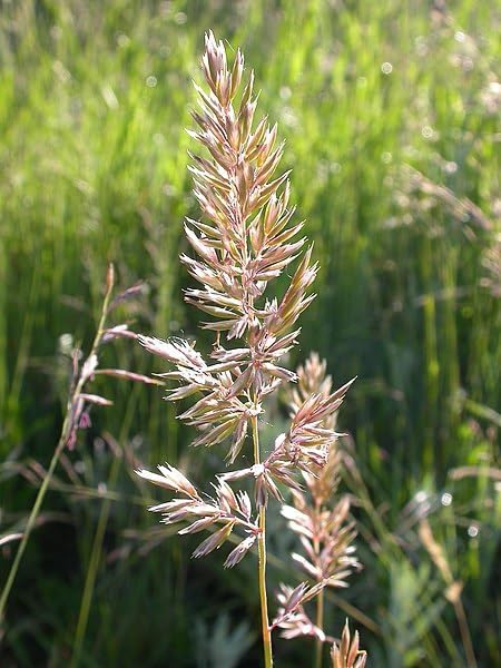 Prairie Junegrass June Grass 500 Seeds - Koeleria macrantha Canada Native Grass, Ornamental Grass, Lawn Alternative