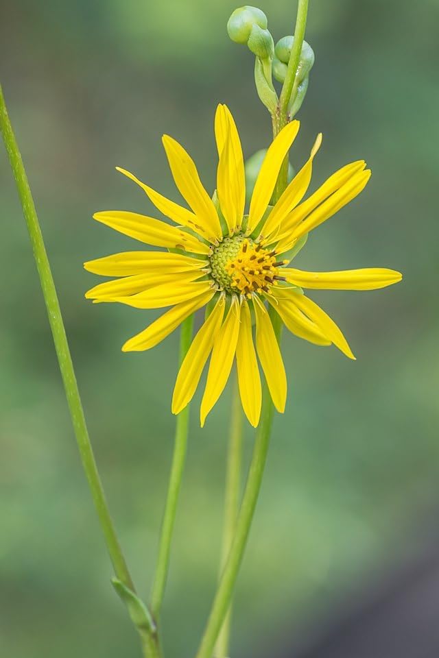 Prairie Dock 30 Wildflower Seeds - Silphium terebinthinaceum, Prairie Rosinweed, Grassland Native Perennial