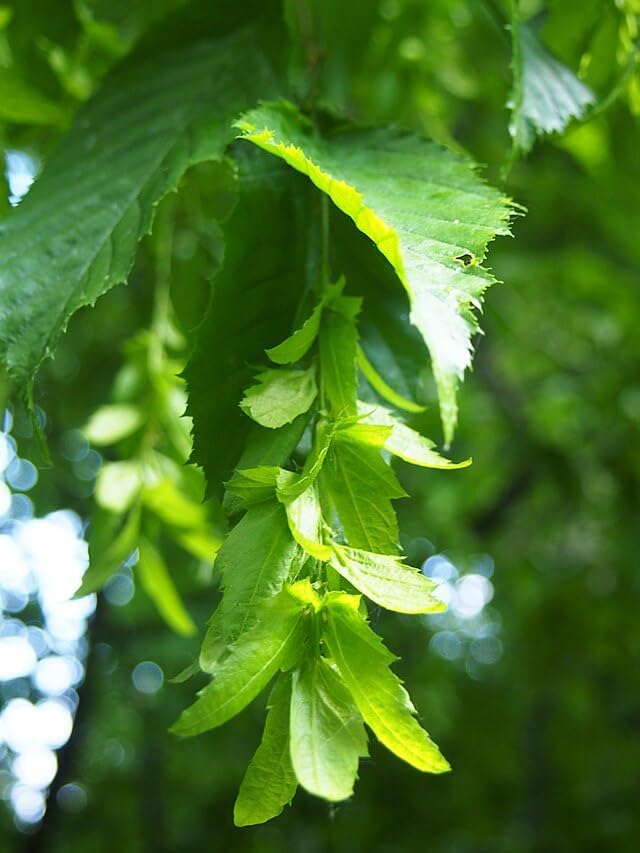 American Hornbeam Seeds (Carpinus caroliniana) – Native Blue Beech with Brilliant Fall Color – 10 Seeds