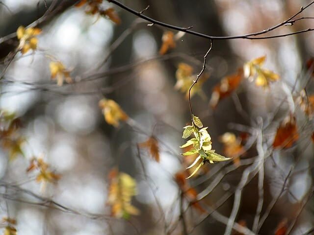 American Hornbeam Seeds (Carpinus caroliniana) – Native Blue Beech with Brilliant Fall Color – 10 Seeds