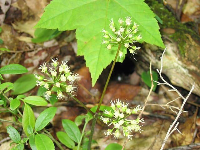 Wild Sarsaparilla (Aralia nudicaulis) -20 Seeds | Canada Native Wildflower, Shade-Tolerant Perennial | Woodland Herb for Shade Gardens, Natural Landscaping