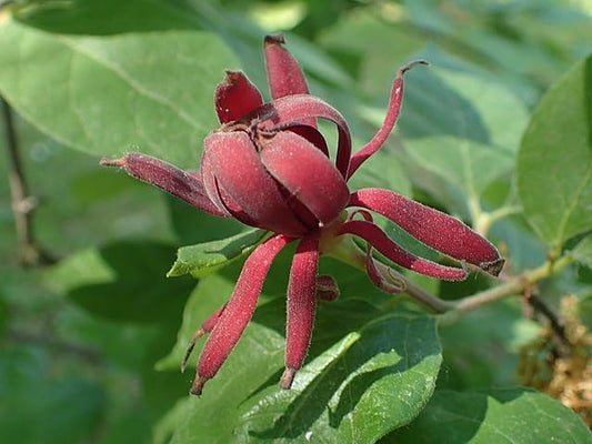 Piment de la Jamaïque de Caroline 10 graines - Calycanthus floridus Arbuste sucré de l'Est, fleurs parfumées qui attirent les abeilles et les papillons, planté comme spécimen ou haie de protection 