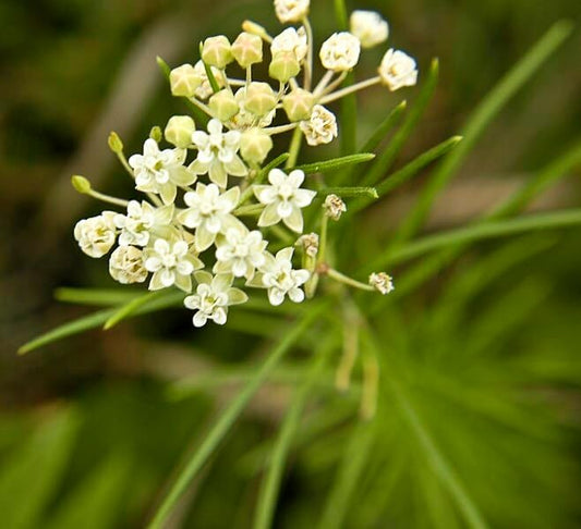 Asclépiade verticillée 50 graines - Asclepias verticillata Fleur sauvage indigène de l'Ontario, pour les prés, plante hôte des chenilles du papillon monarque 