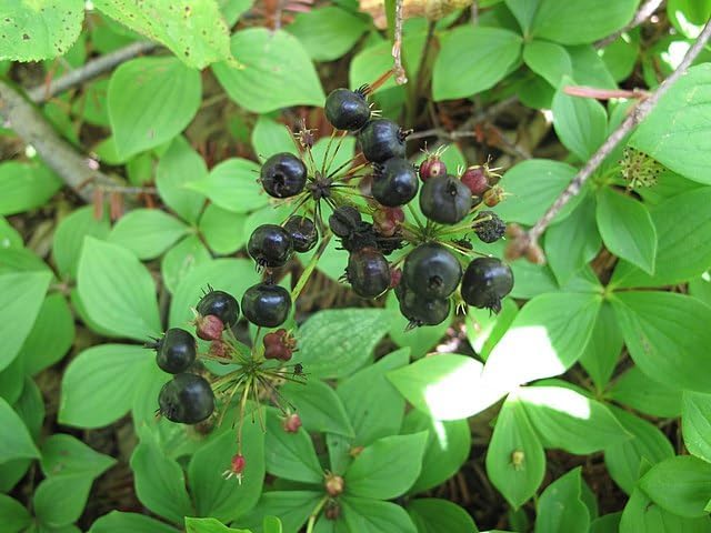 Wild Sarsaparilla (Aralia nudicaulis) -20 Seeds | Canada Native Wildflower, Shade-Tolerant Perennial | Woodland Herb for Shade Gardens, Natural Landscaping
