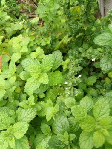 Mélisse officinale au centuple 1000 graines - Melissa officinalis pour thé à la menthe aromatique