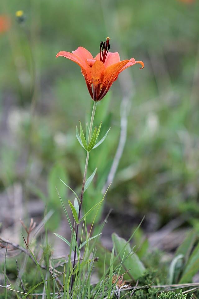 Wood Lily 30 Seeds - Lilium philadelphicum Prairie Lily Canada Native Wildflower Excellent for Hummingbird and Bee Garden, Expert-Level Planting | Hundredfold