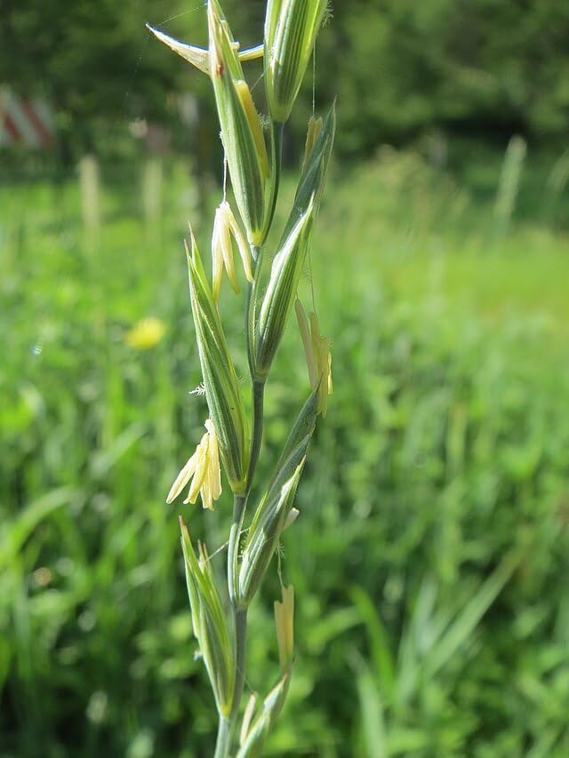 Slender Wheatgrass Seeds, Elymus trachycaulus, 4 lbs, Canada Native Perennial Grass, for Forage, Reclamation, Erosion Control, Wildlife Garden