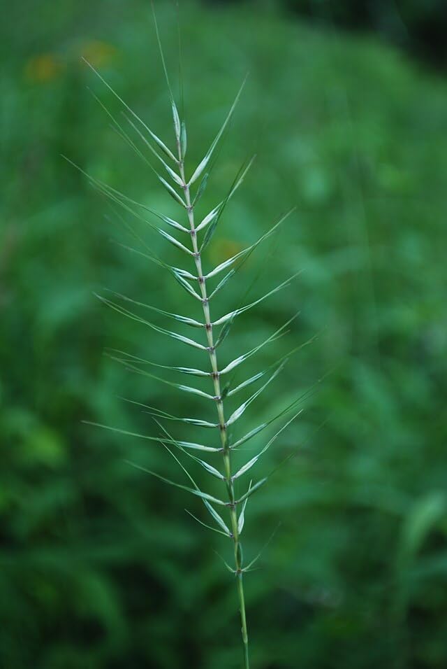 Bottlebrush Grass 100 Seeds - Elymus Hystrix (Eastern Canada Native) | Woodland Perennial, Shade Tolerant, Drought Resistant | Attracts Birds & Butterflies | Wildlife Garden Natural Landscaping