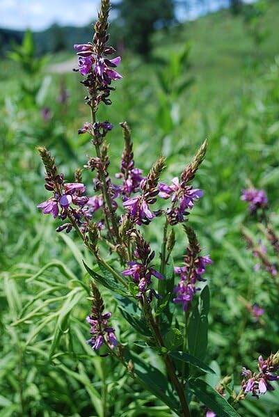 Lotier à tiques voyant Fleur de lotier à tiques 100 graines - Desmodium canadense Canada Plante sauvage vivace indigène Fleur sauvage Fixatrice d'azote Vert 