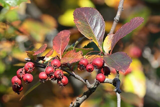 Hundredfold Cockspur Hawthorn 10 Seeds - Crataegus Crus-Galli, Newcastle Thorn,  Ornamental Tree, Lawn Tree, Produce White Flowers and Red Fruits Tree, 10 Seeds, White Flowering with Red Fruits