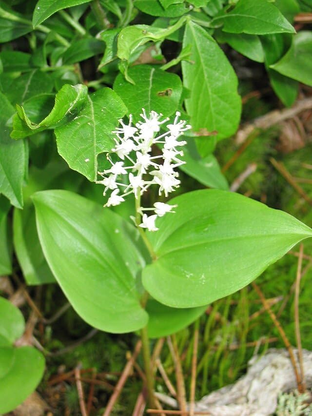 Canada Mayflower 10 Wildflower Seeds - Maianthemum canadense Canada Native Perennial Ground Cover with Decorating Berries, Shade Garden Staple | Hundredfold