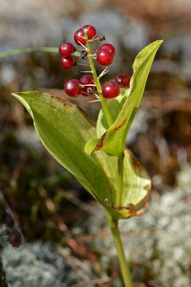 Canada Mayflower 10 Wildflower Seeds - Maianthemum canadense Canada Native Perennial Ground Cover with Decorating Berries, Shade Garden Staple | Hundredfold