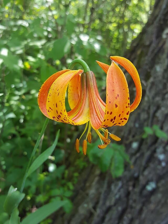 Michigan Lily 30 Seeds - Lilium michiganense Canada Native Wildflower, Excellent for Hummingbird and Bee Garden, Expert-Level Planting | Hundredfold