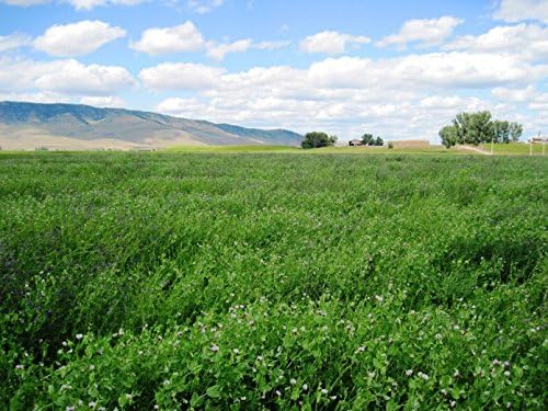 Graines de pois d'hiver autrichiennes au centuple 4 lb – Pisum sativum Pois des champs pour couverture végétale 2000 pi2 