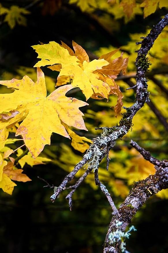 Érable à grandes feuilles centuple 10 graines d'arbres - Acer macrophyllum Érable à grandes feuilles indigène de la Colombie-Britannique Érable de l'Oregon, adapté à la côte du Pacifique 