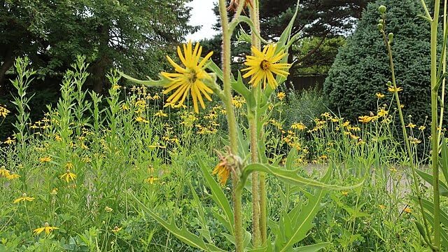 Compassplant Seeds, Silphium laciniatum Native Prairie Wildflower, 30 Seeds, Perennial | Hundredfold