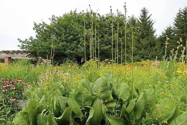 Prairie Dock 30 Wildflower Seeds - Silphium terebinthinaceum, Prairie Rosinweed, Grassland Native Perennial