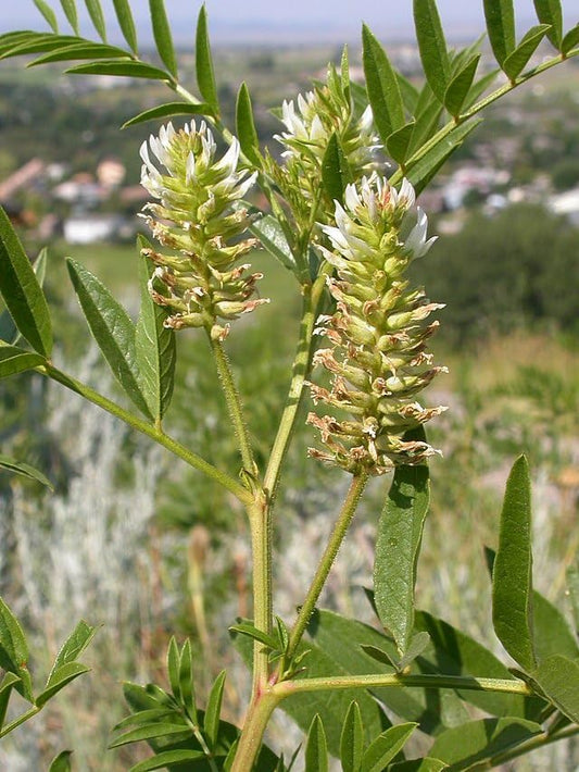 Hundredfold American Licorice Herb Seeds, Glycyrrhiza lepidota, Perennial Wild Legume, Nitrogen Fixer, 20 Seeds