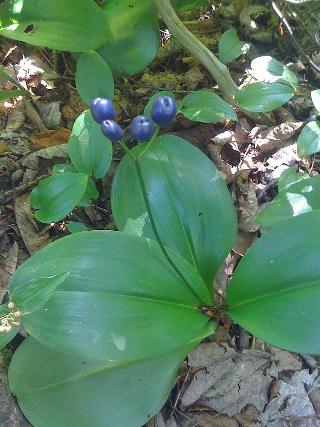 Bluebead Lily Seeds (Clintonia Borealis) - 10 Seeds | Canada Native Wildflower, Shade-Tolerant Perennial | Woodland Forb for Shade Gardens, Natural Landscaping