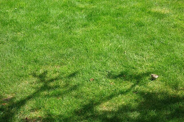 Chewings Fesuce 2lbs Turf Seeds – Festuca rubra Pure Seeds No Filler, for Low-Input and Low-Maintenance Lawn, Chewing's Fine Fescue, Shade and Drought Tolerant, Covers 250 sq ft