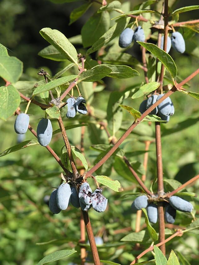 Haskap Honeyberry 30 Seeds, Lonicera caerulea, Blue Honeysuckle, Perennial Fruit Shrub, Cold-Hardy to Zone 3