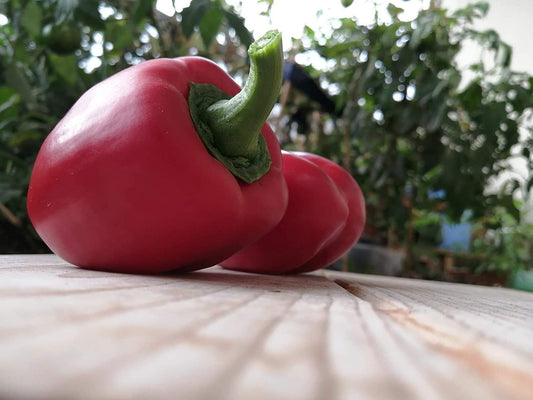 Poivron doux King of The North 20 graines de légumes pour la plantation en pot de jardin - Capsicum annuum Heirloom sans OGM, pour salade ou rôti 