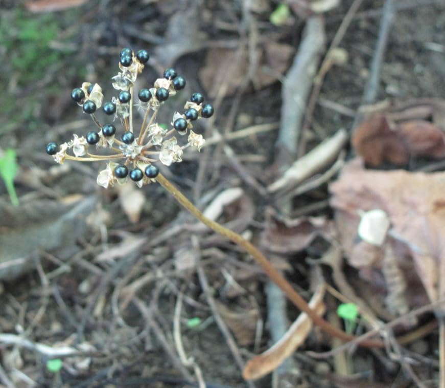 Graines d'ail sauvage au centuple, Allium tricoccum 20 graines - Plante vivace indigène du Canada comestible couvre-sol forestier 