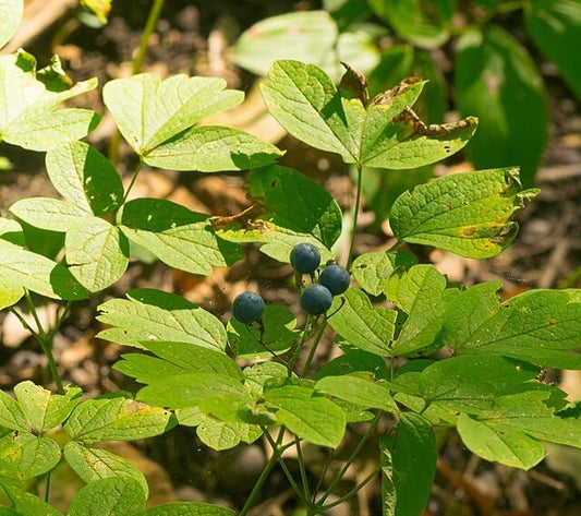 Blue Cohosh Seeds (Caulophyllum thalictroides) | Native Woodland Wildflower for Shade Gardens