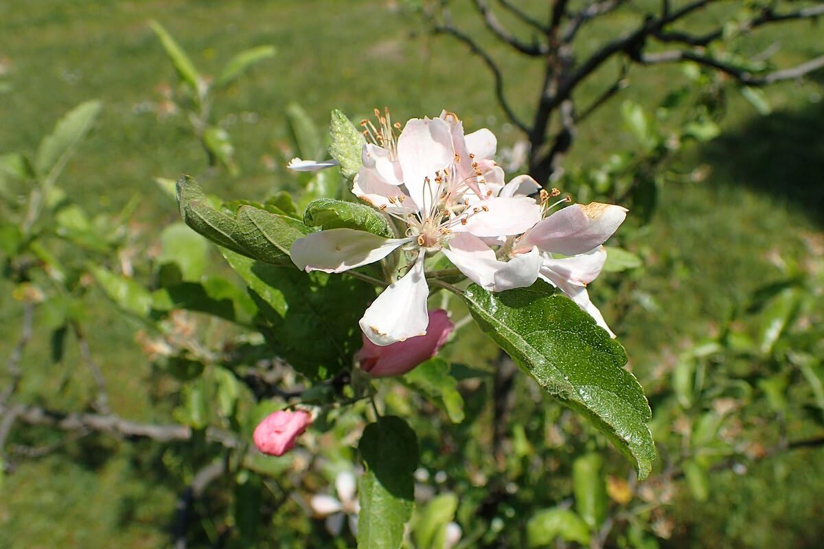 Pommetier des Prairies Pommetier de l'Ouest 10 graines Malus ioensis Pommetier de l'Iowa Pommier miniature, excellente plante spécimen et arbre de pelouse 