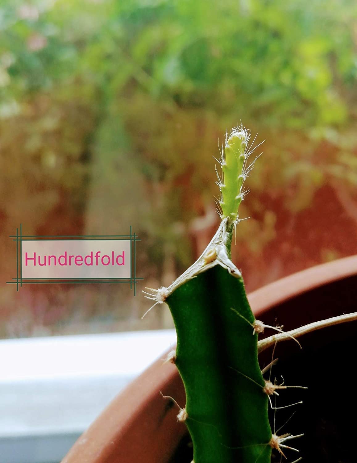 Hundredfold Mini Dragon Fruit Cactus One Small Cutting - Miniature Dragonfruit Pitaya Strawberry Pear, Bare Root, Rooted Live-Plant (No Pot) Indoor Houseplant House Plant