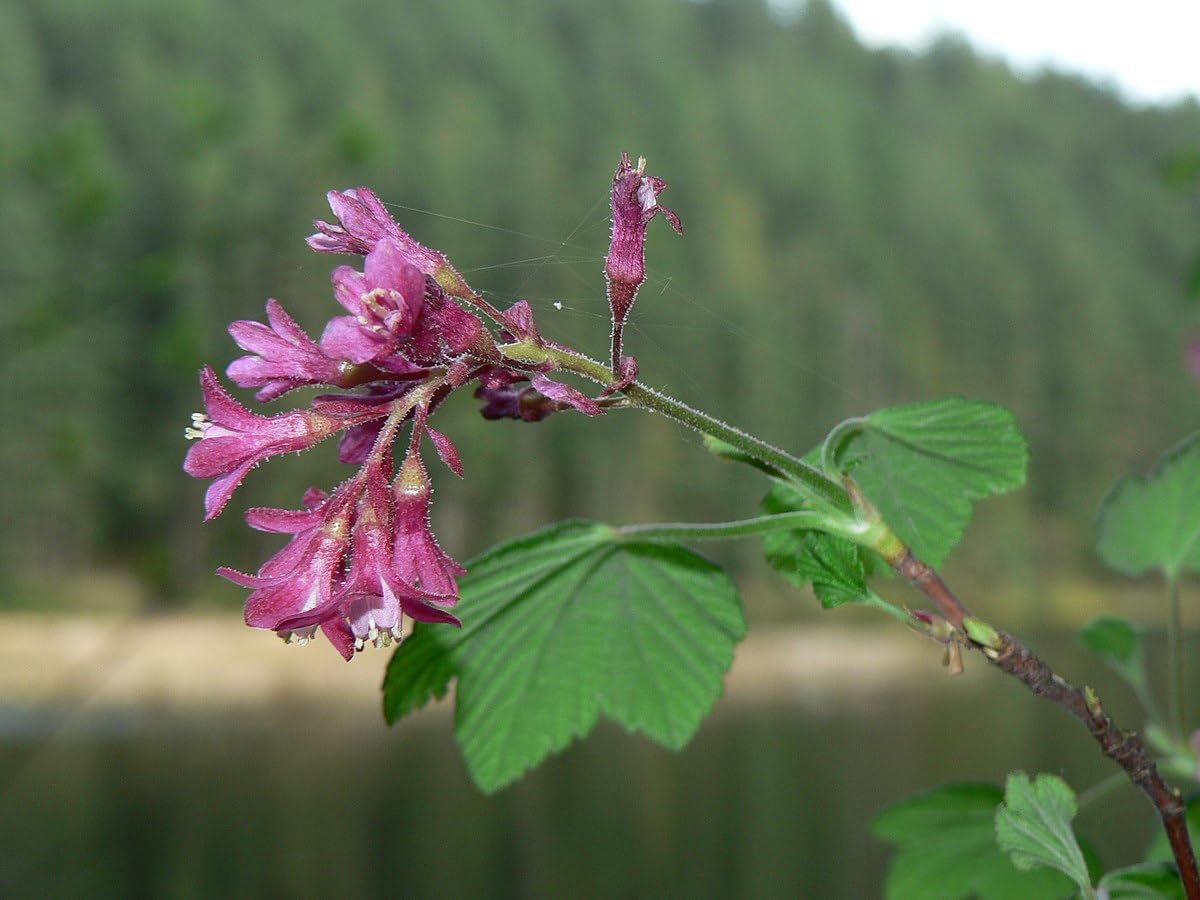 Red-Flowering Currant 20 Seeds - Ribes sanguineum Pink-Flowered Fruit Shrub, British Columbia Native Bush, Attract Hummingbirds, Butterflies & Bees