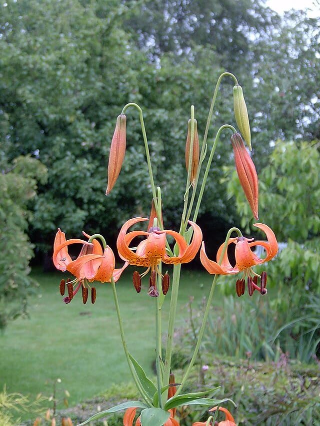 Michigan Lily 30 Seeds - Lilium michiganense Canada Native Wildflower, Excellent for Hummingbird and Bee Garden, Expert-Level Planting | Hundredfold