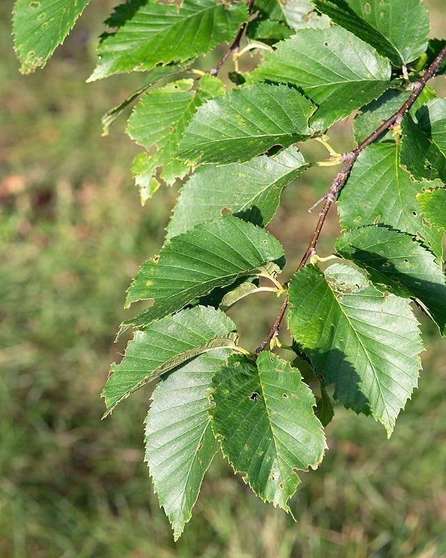 Hundredfold Yellow Birch Seeds – Betula alleghaniensis | 50 Canada Native Tree Seeds for Shade & Reforestation