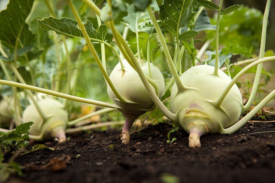 White Vienna Kohlrabi Heirloom German Turnip 200 Seeds