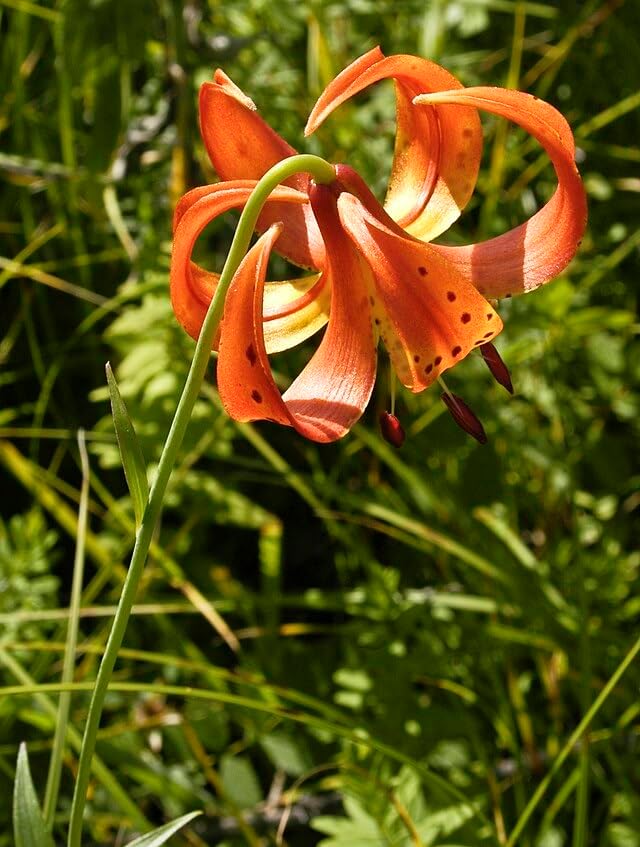 Michigan Lily 30 Seeds - Lilium michiganense Canada Native Wildflower, Excellent for Hummingbird and Bee Garden, Expert-Level Planting | Hundredfold